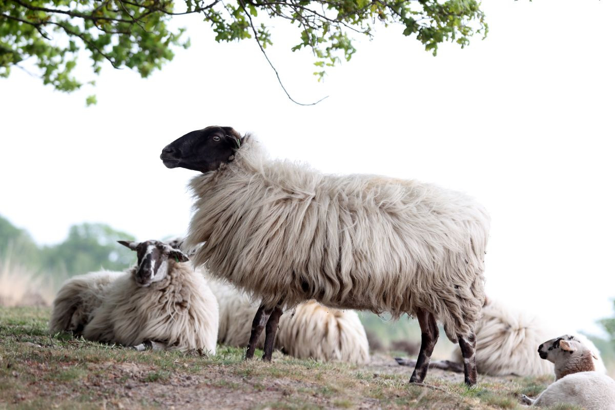 Eco paturage mouton landais